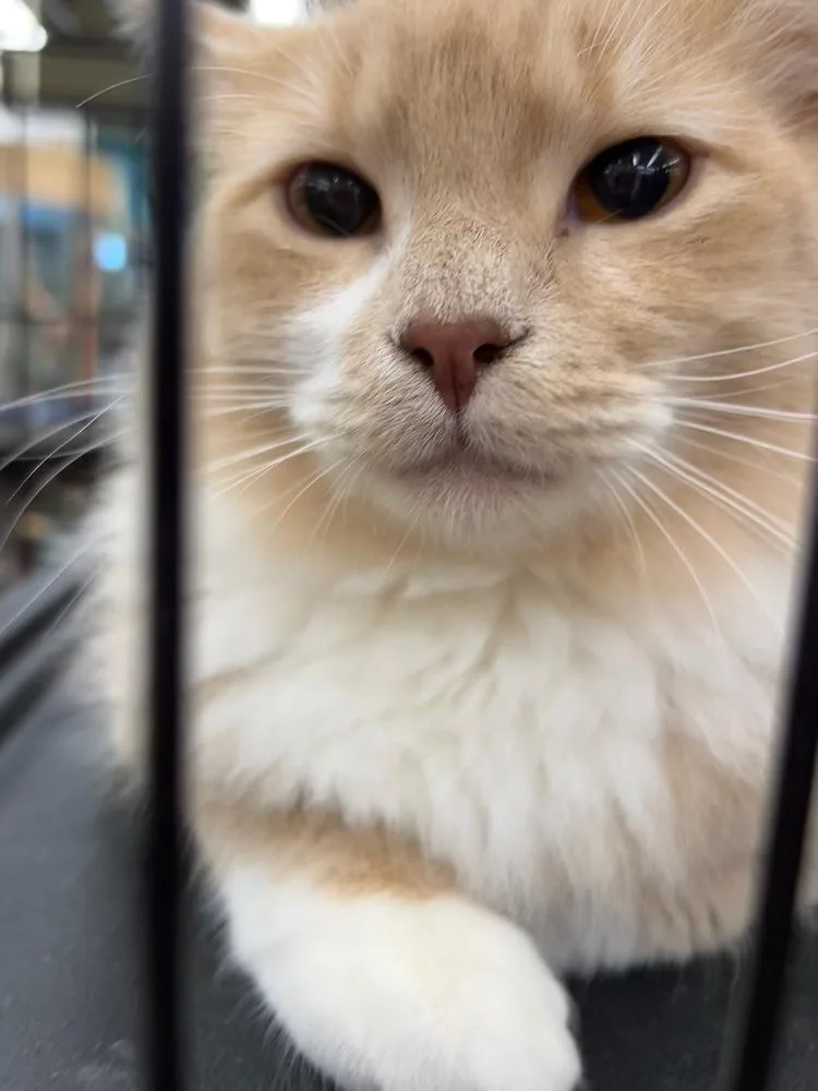 Firestone thumbnail 2