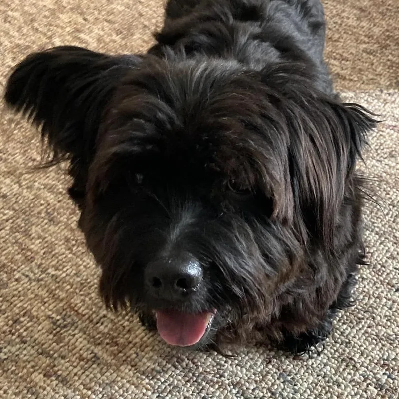 A senior small-sized male Black Scottish Terrier dog named Tosh for adoption in Northville, MI