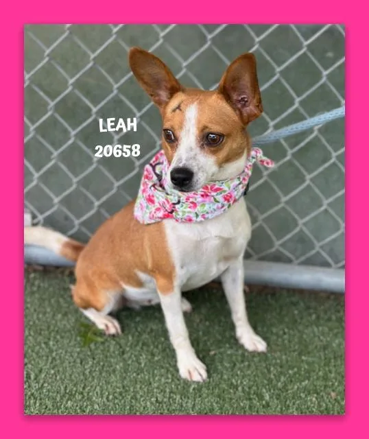 An adult small-sized female Brown / Chocolate Chihuahua dog named Leah for adoption in Marietta, GA