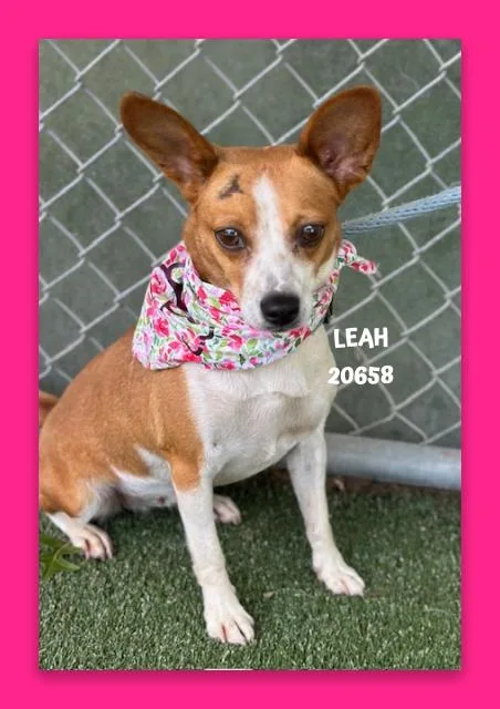 Leah thumbnail 3