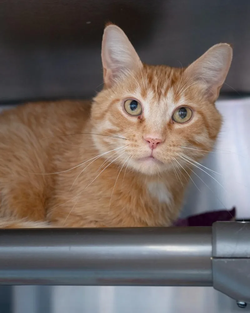 A young large-sized male Domestic Short Hair cat named Salmon for adoption in Boone, IA