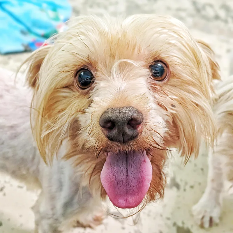 A young small-sized male Apricot / Beige Yorkshire Terrier dog named Brooks for adoption in Eustis, FL