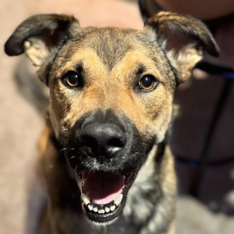 An adult large-sized male Sable Shepherd dog named Mason for adoption in San Francisco, CA