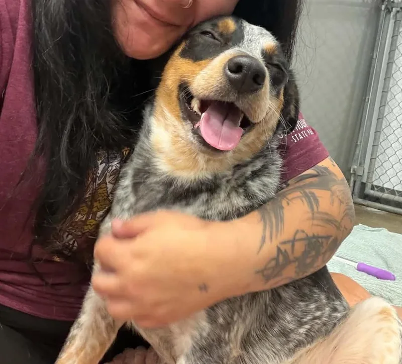 A young medium-sized female Cattle Dog dog named Winnie for adoption in Kalamazoo, MI