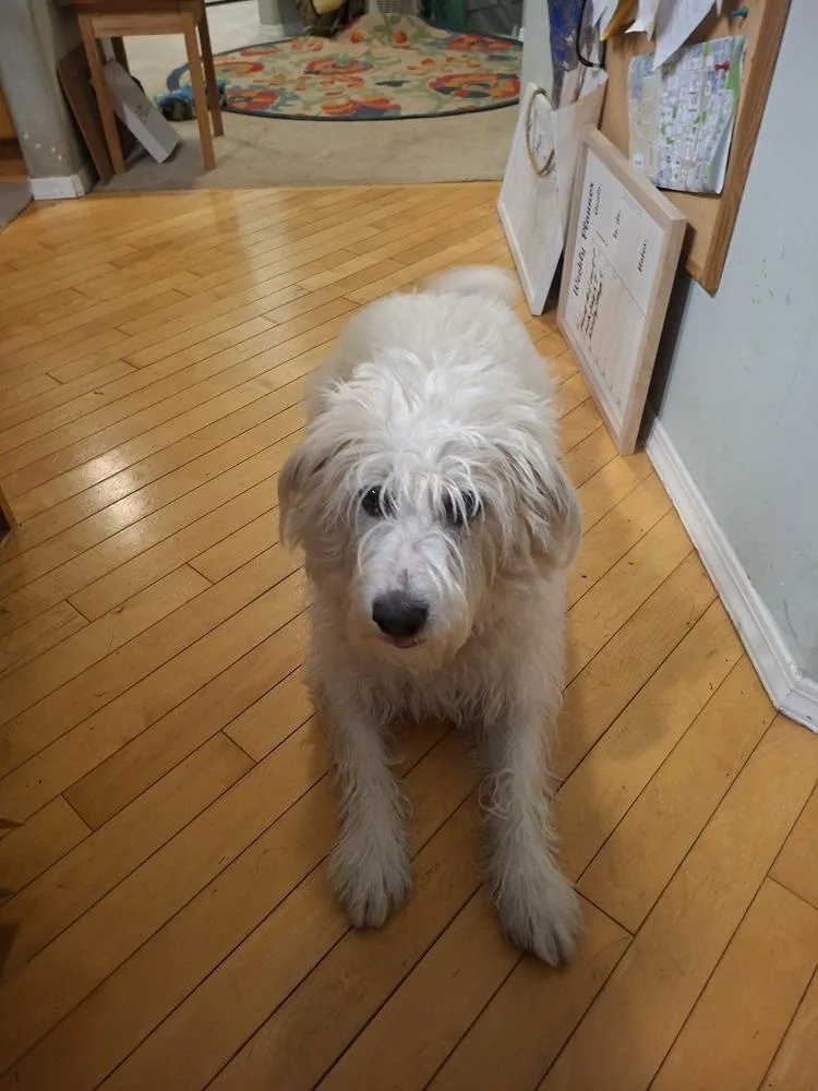 An adult medium-sized male Spitz dog named Mr. One of a for adoption in Ridgefield, WA
