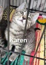 A baby small-sized female Black Domestic Short Hair cat named Karen for adoption in Moline, IL