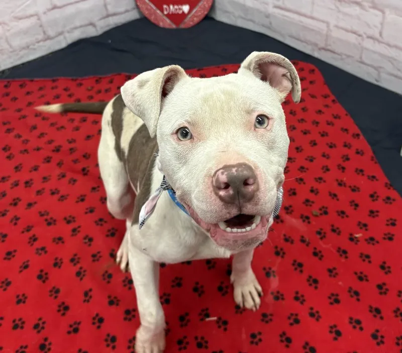 Tiny Hopper thumbnail 4