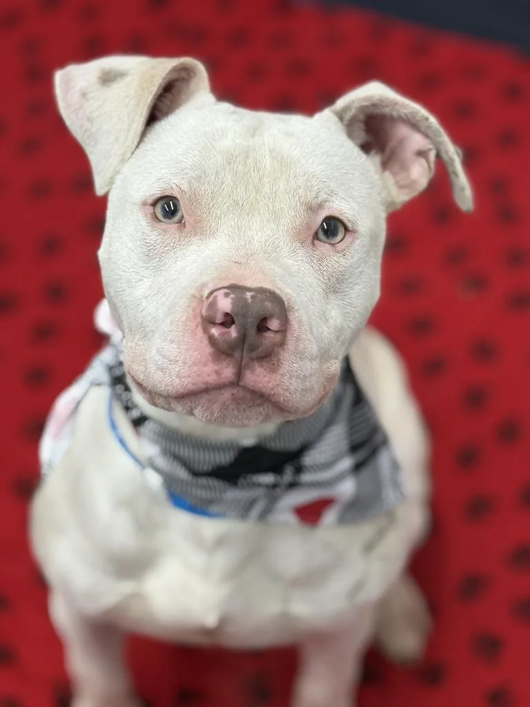 Tiny Hopper thumbnail 5