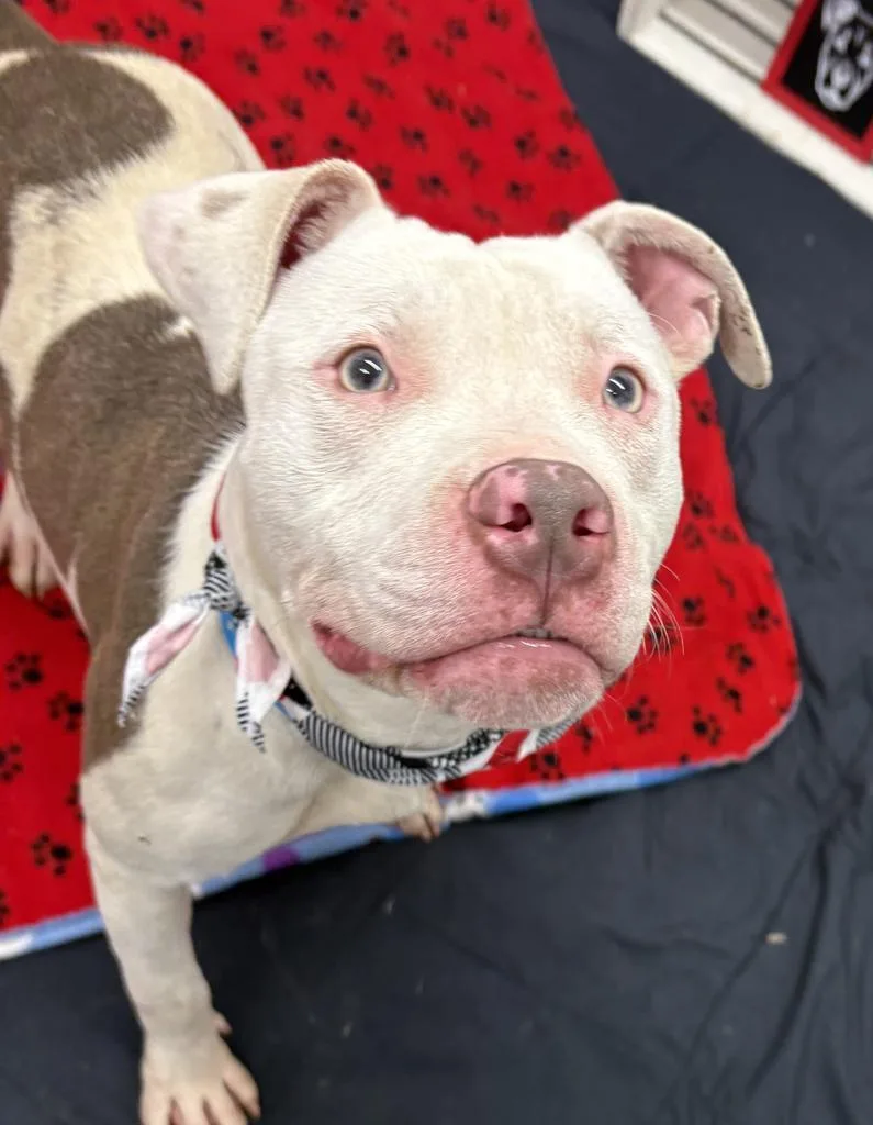 Tiny Hopper thumbnail 6