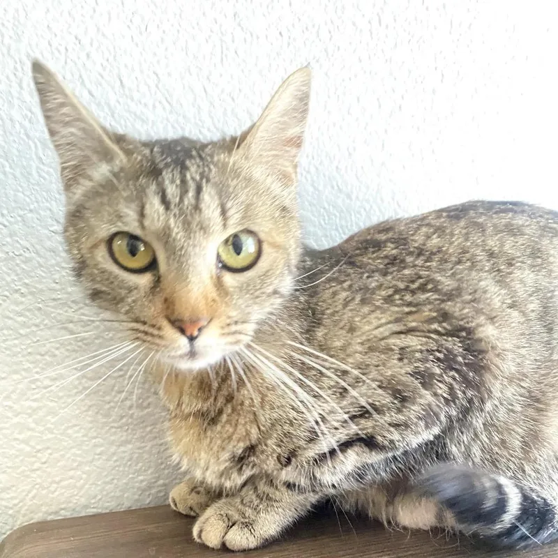 A young medium-sized female Gray / Blue / Silver Domestic Short Hair cat named Tulla Dew More for adoption in Midland, TX