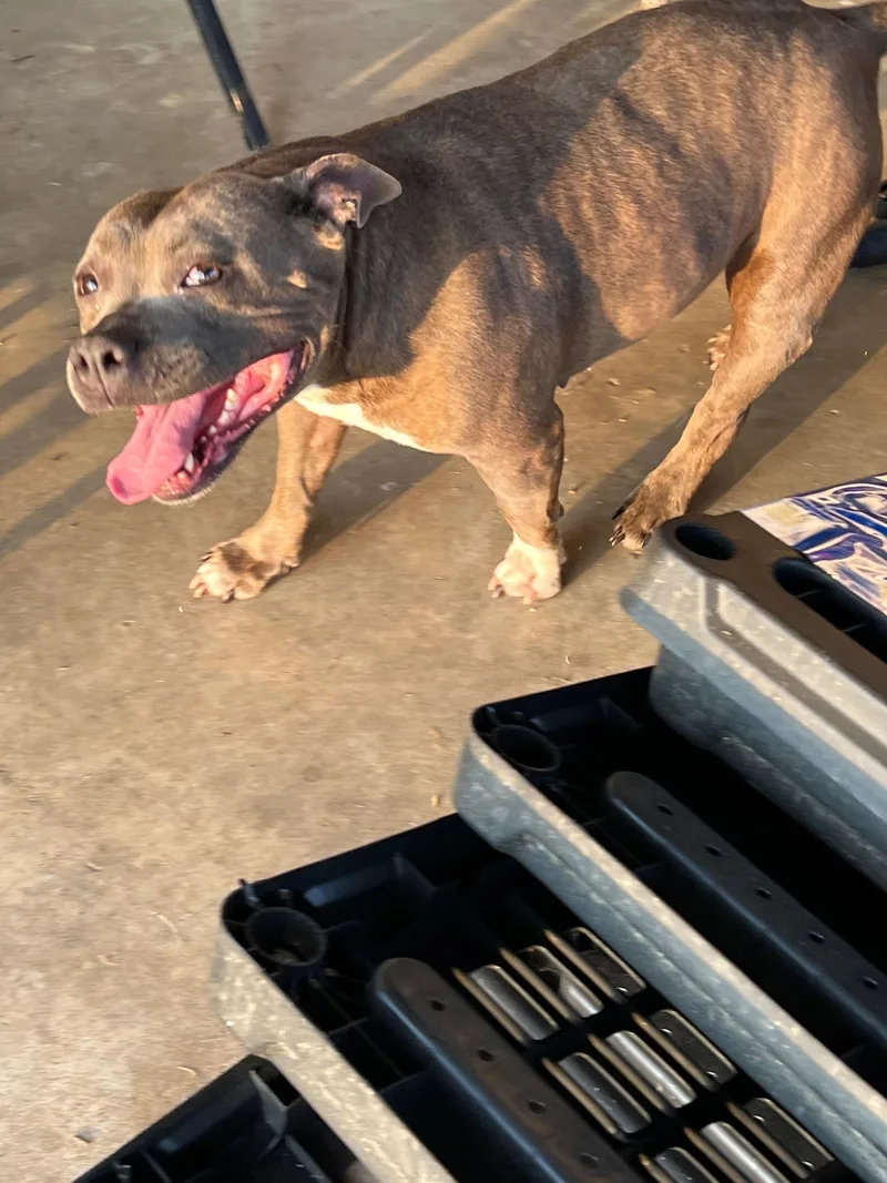 Rae