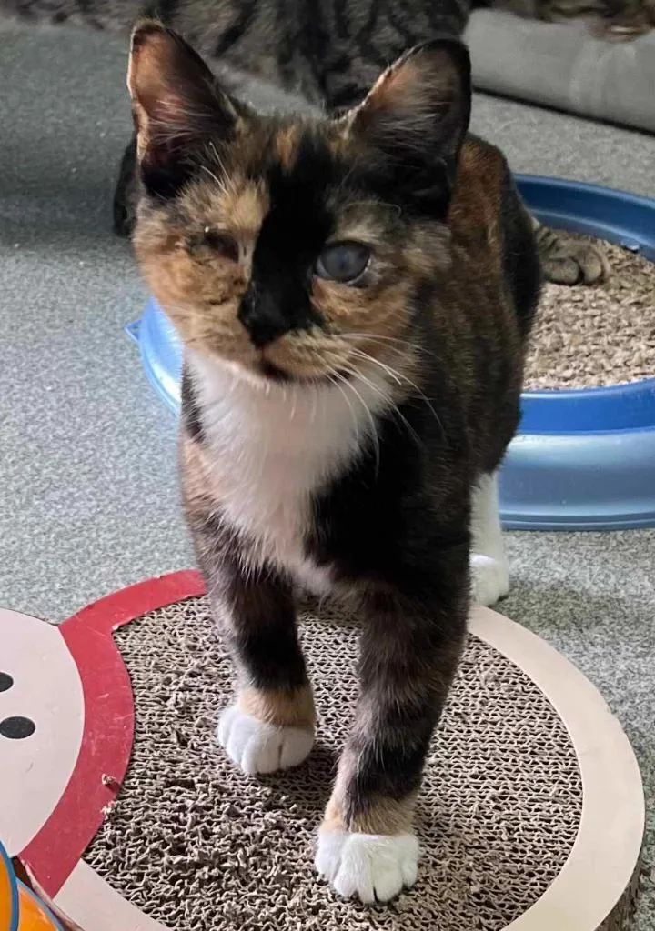 A young medium-sized female Tortoiseshell Domestic Short Hair cat named Dolly for adoption in New Philadelphia, OH