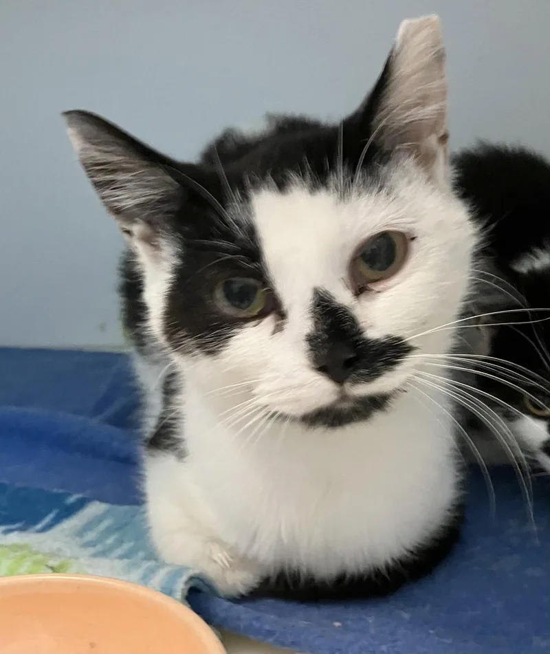 A young medium-sized female Black & White / Tuxedo Domestic Short Hair cat named Jeannae  KBC for adoption in Dublin, OH