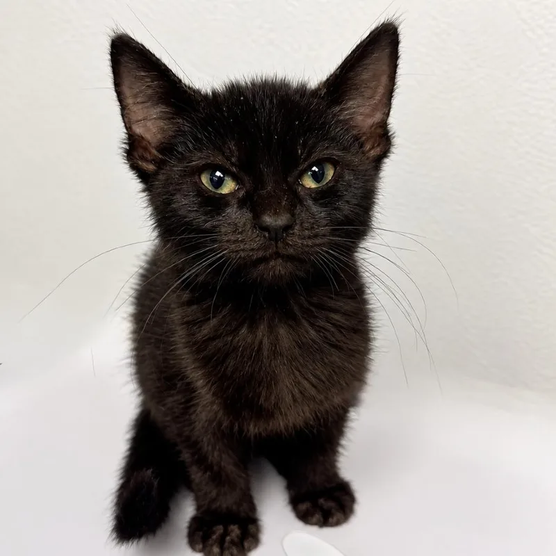 A baby small-sized female Black Domestic Short Hair cat named Midnight Rose for adoption in Austin, TX