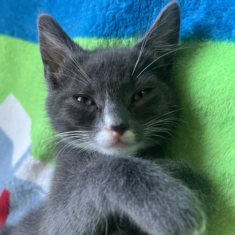 Gemma
