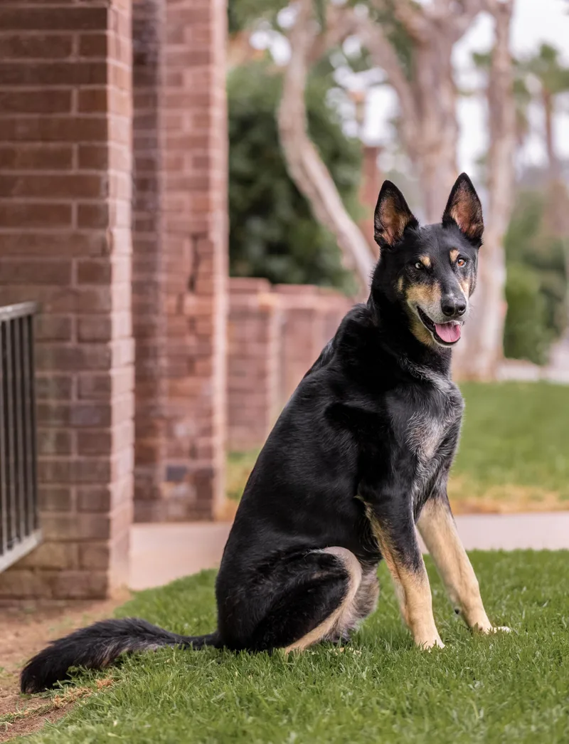 An adult large-sized male Black German Shepherd Dog dog named Milo for adoption in La Mesa, CA