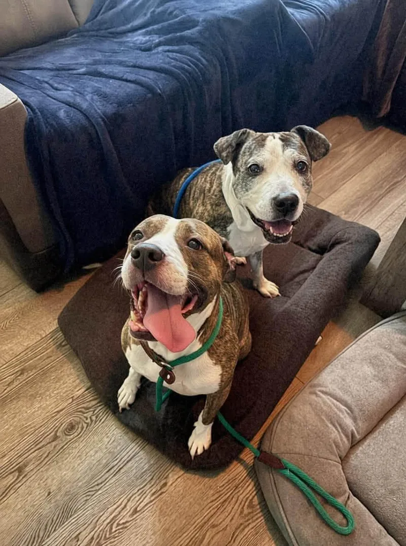 A senior medium-sized female Brindle Pit Bull Terrier dog named Kahlua & KJ for adoption in Dayton, OH