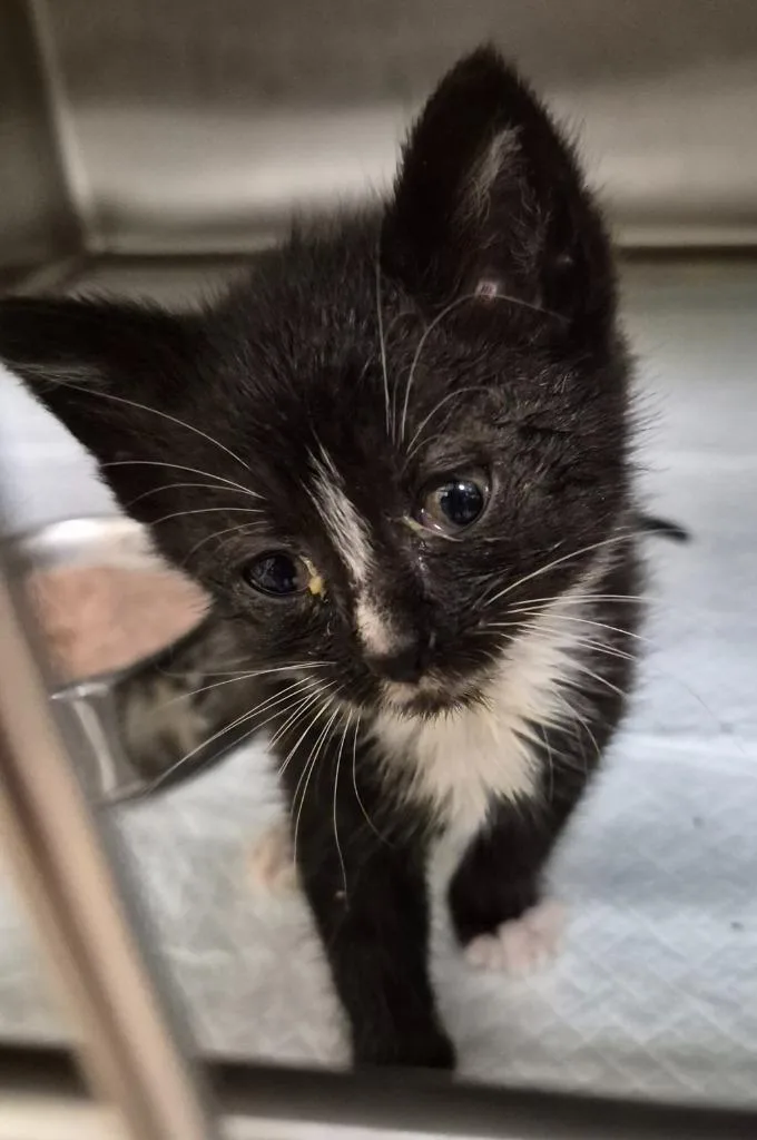A baby medium-sized male Domestic Short Hair cat named Orbit for adoption in Christiansburg, VA
