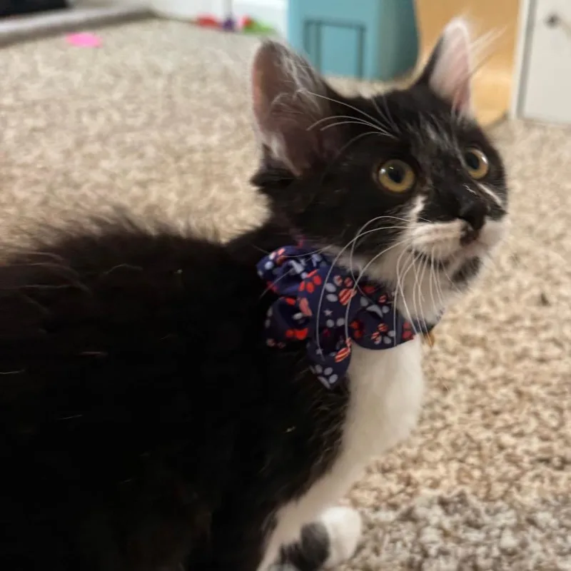 A baby small-sized female Black Domestic Short Hair cat named Lady Wiggle for adoption in Frederick, MD