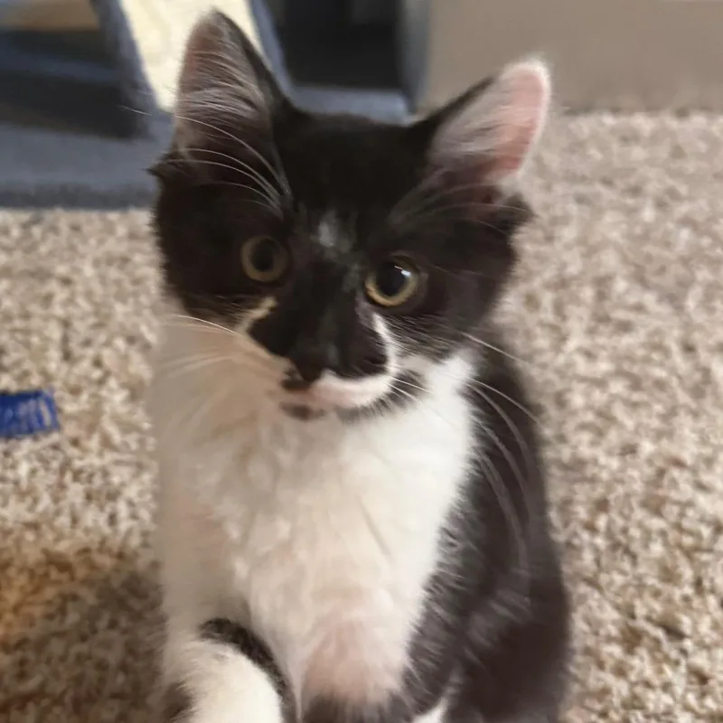 Lady Wiggle thumbnail 3