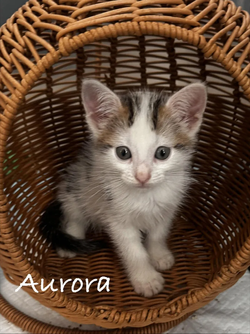 A young medium-sized female Domestic Short Hair cat named Aurora for adoption in Seal Beach, CA