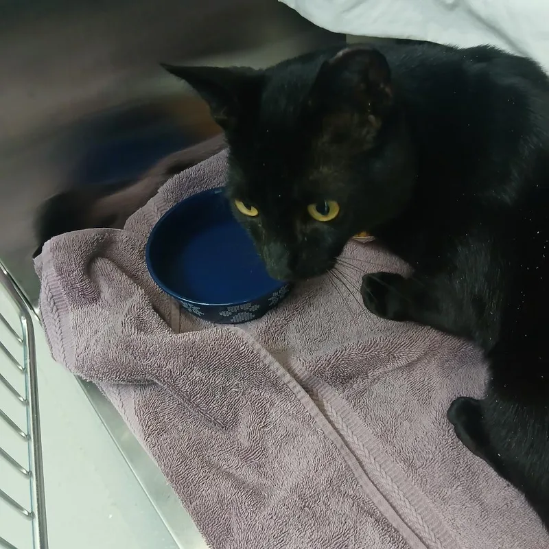 A young small-sized male Black Domestic Short Hair cat named Noor for adoption in Philadelphia, PA