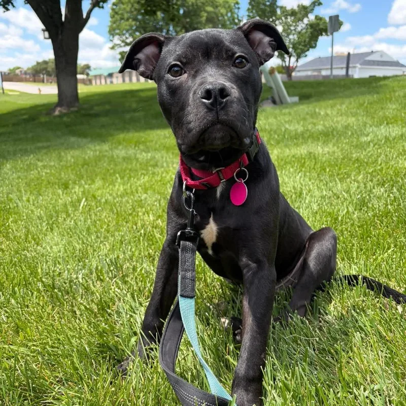 A baby medium-sized male Black Boxer dog named Artemis for adoption in Shawnee, KS