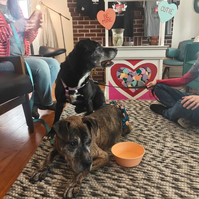 Lady And Tramp thumbnail 2