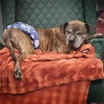 Lady And Tramp thumbnail 3