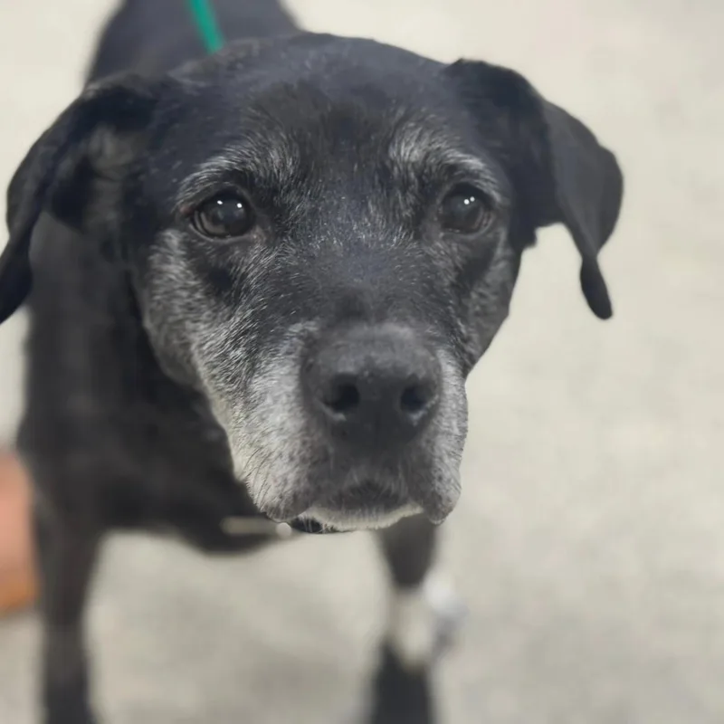 Lady And Tramp thumbnail 4