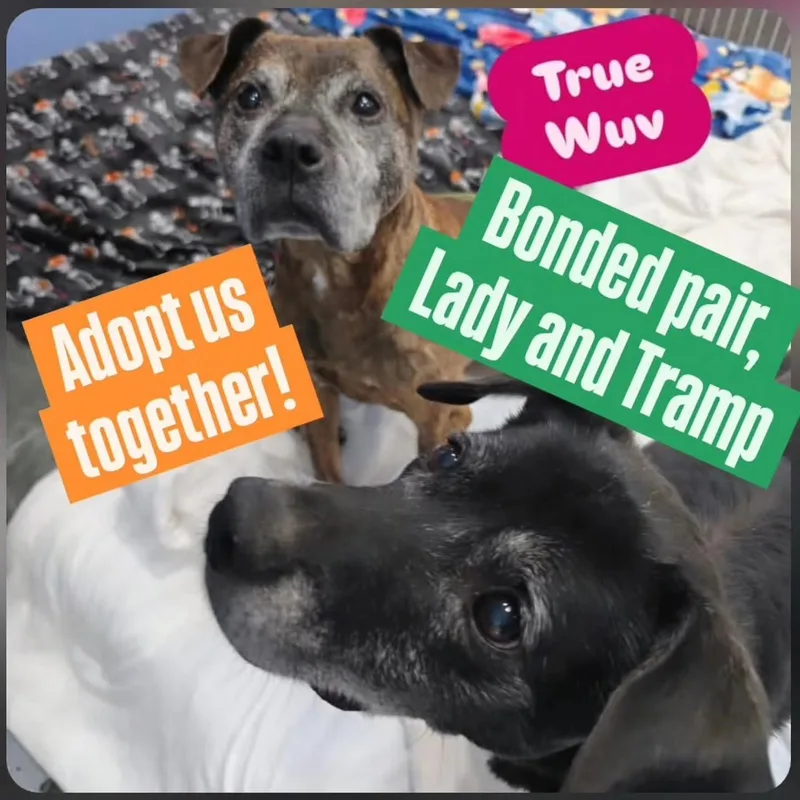 A senior medium-sized male Mixed Breed dog named Lady And Tramp for adoption in New Tripoli, PA