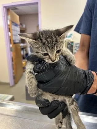 A baby small-sized female Domestic Short Hair cat named Sweet Pea for adoption in Palm Coast, FL
