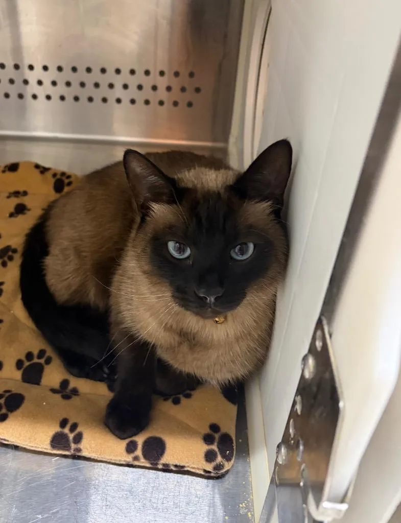 An adult medium-sized male Siamese cat named Terique for adoption in Fort Lupton, CO