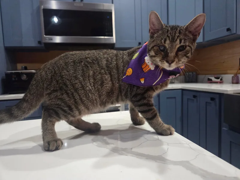 A young medium-sized male Tabby (Brown / Chocolate) Domestic Short Hair cat named One eyed Pete for adoption in Logan, OH