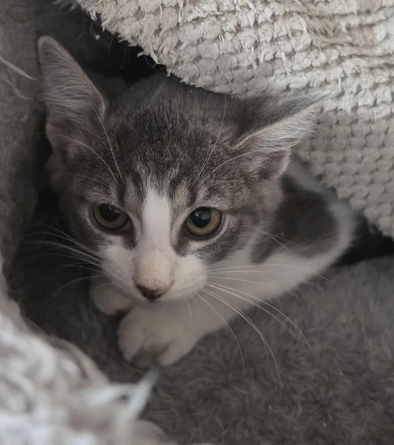 A young medium-sized female Domestic Short Hair cat named Pepperidge for adoption in Hollywood, MD