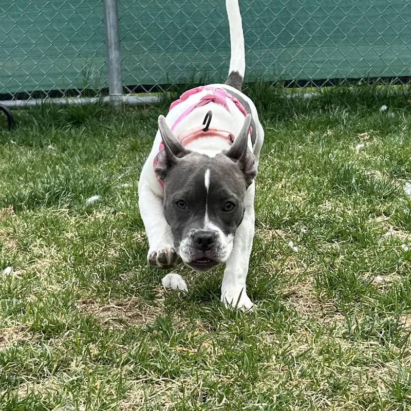 A baby medium-sized female White / Cream French Bulldog dog named Stormy for adoption in Harrisonburg, VA