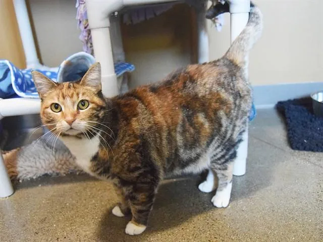 An adult medium-sized female Domestic Short Hair cat named Carmen for adoption in Sacramento, CA