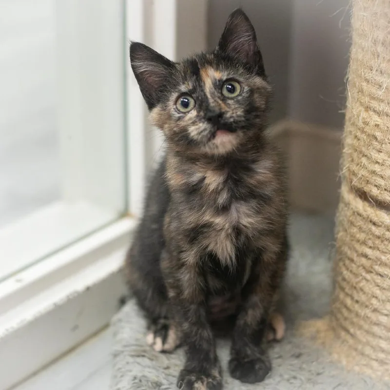 Cannella thumbnail 2