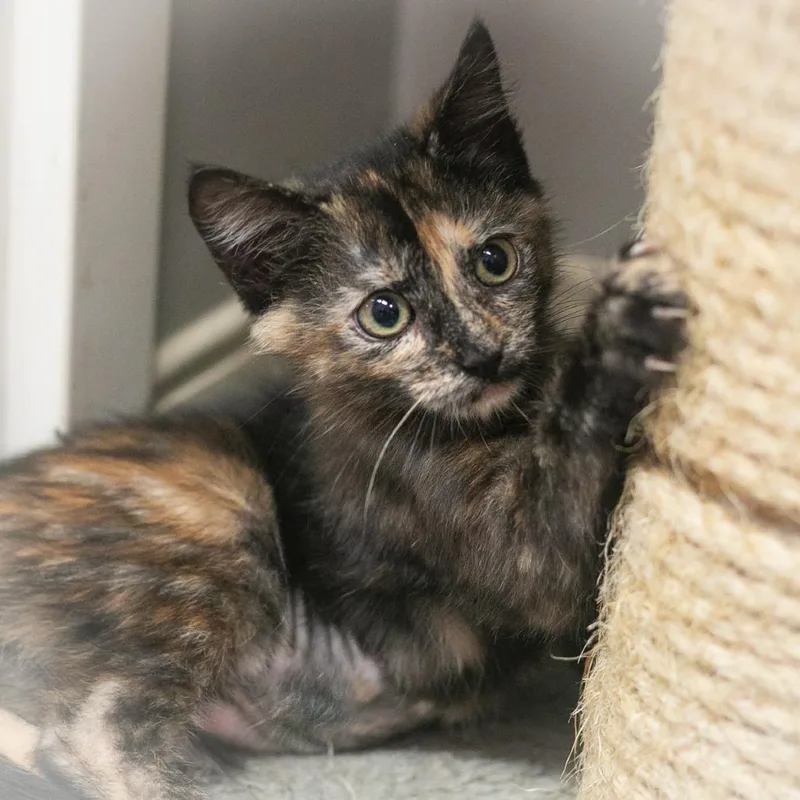 Cannella thumbnail 3