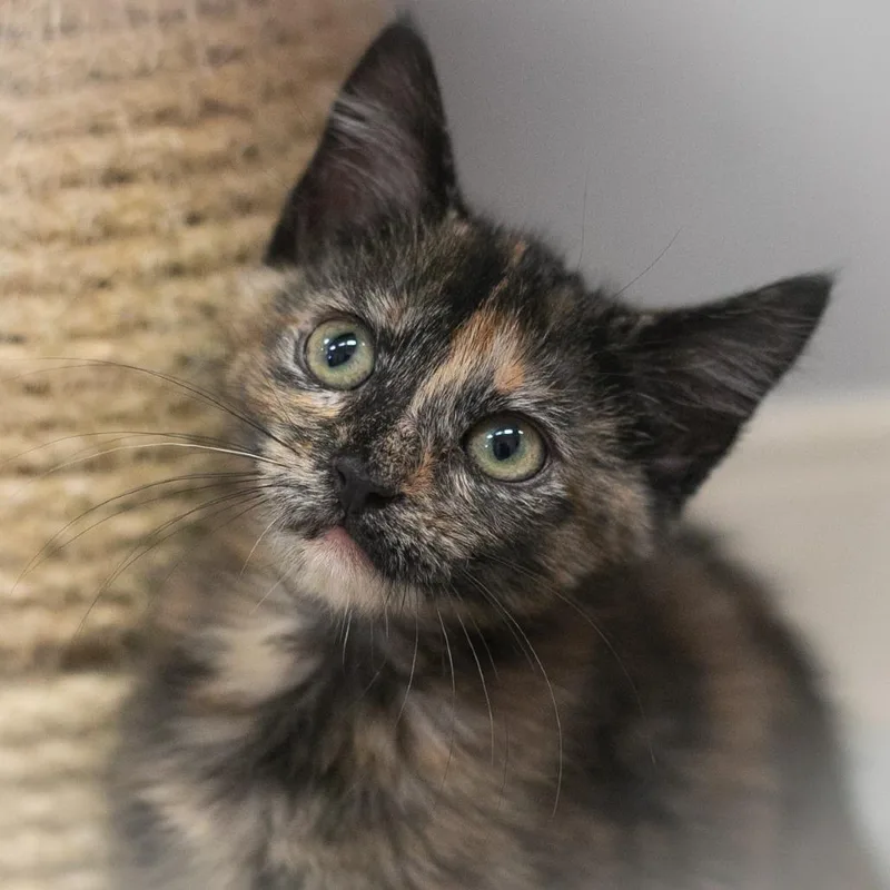 Cannella thumbnail 4