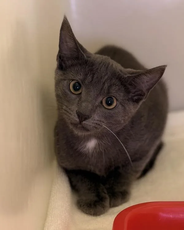 A baby small-sized male Domestic Short Hair cat named Caterpilar for adoption in Canton, GA