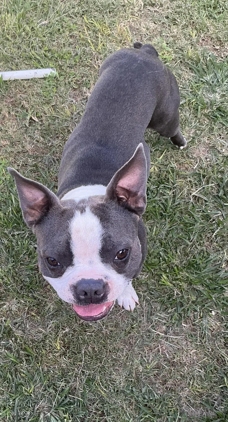 An adult small-sized male Boston Terrier dog named Cupcake for adoption in Oakdale, CA