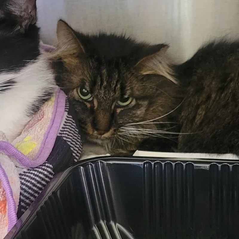 An adult medium-sized female Brown / Chocolate Domestic Medium Hair cat named Meeny for adoption in Wheeling, IL