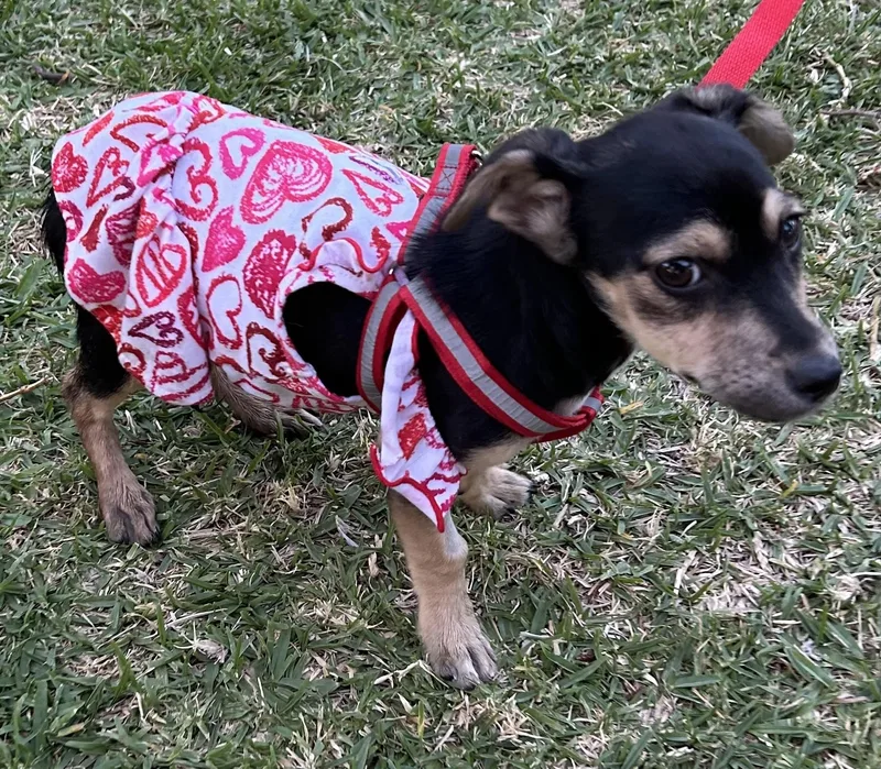 Minnie thumbnail 3