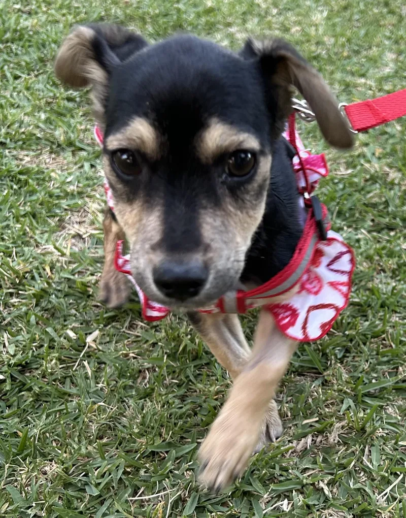 Minnie thumbnail 4
