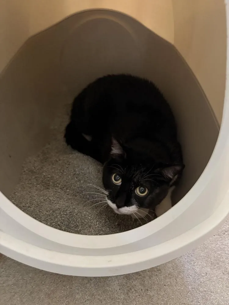 An adult medium-sized male Black & White / Tuxedo Domestic Short Hair cat named Moonpie for adoption in Ontario, CA