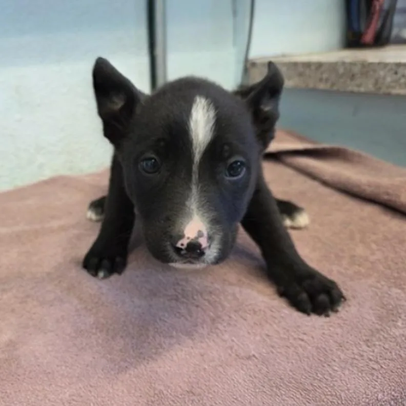 A baby small-sized male Black Pit Bull Terrier dog named Rocco A for adoption in Mission Hills, CA
