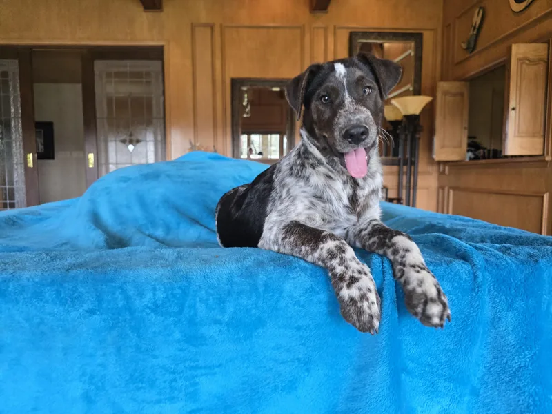 A baby medium-sized male Australian Shepherd dog named Boone for adoption in Boerne, TX