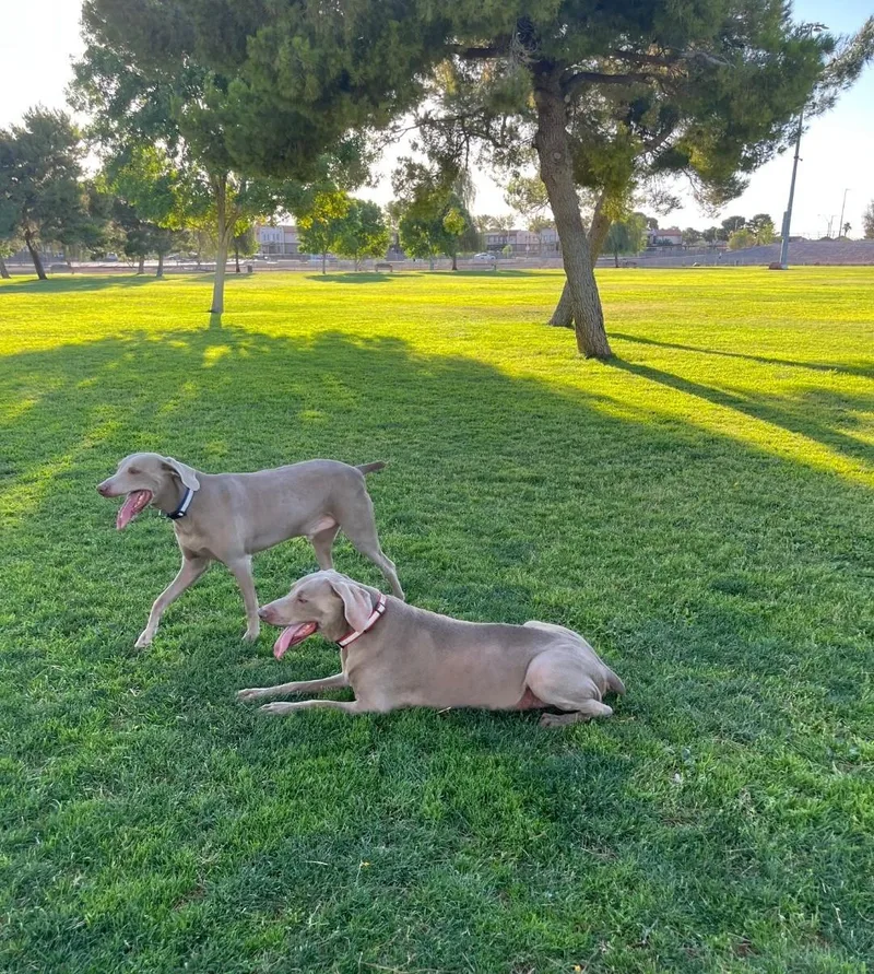 A senior large-sized male Gray / Blue / Silver Weimaraner dog named Darby and Dexter for adoption in Albuquerque, NM