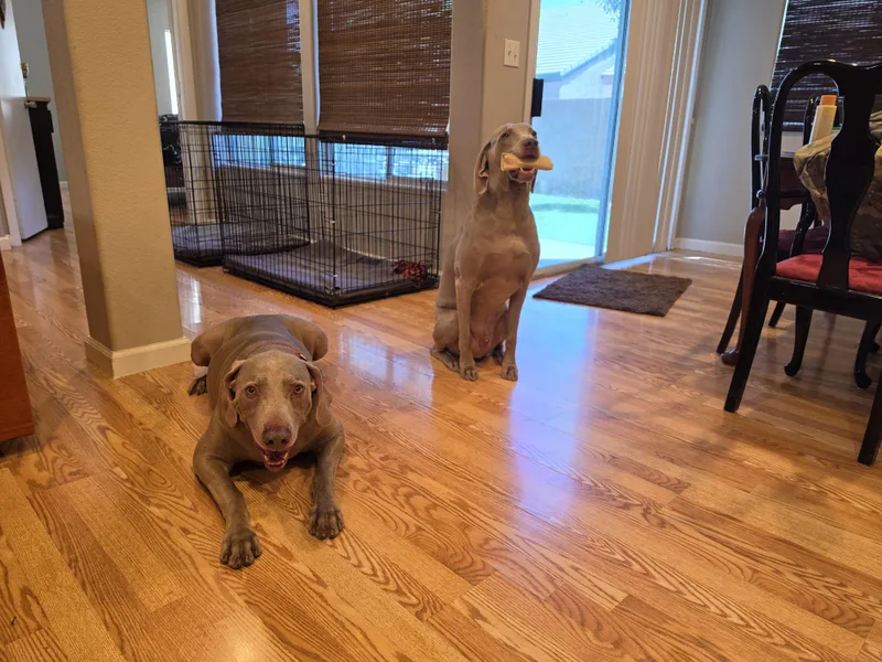 Darby and Dexter thumbnail 2